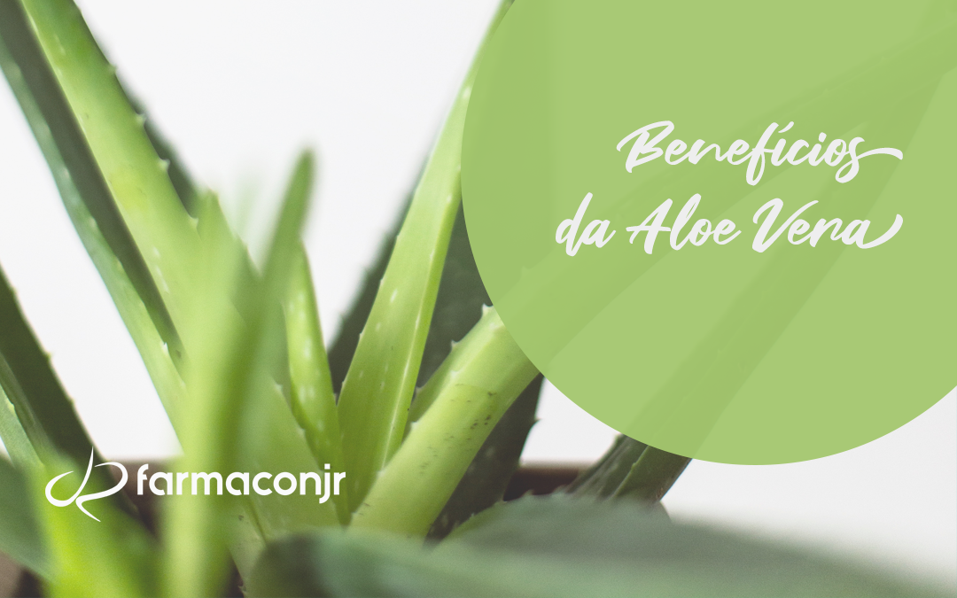 Aloe Vera: saiba mais sobre seus benefícios!